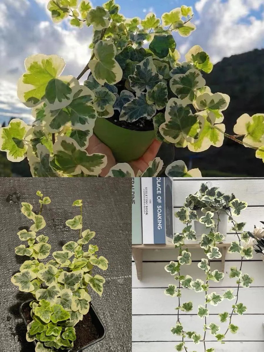 znsvecv's tweet photo. インスタ映えグリーン｜雪莹（ユキエイ）葉アイビーが最高すぎる 🌿
最近ハマっている日本の雪莹アイビー、本当にツボすぎる…！
クリーミーなデザインで高級感たっぷり、窓辺に置くだけで雰囲気満点
ちょっと小さめでレトロ感のあるヴィンテージ風、日系インテリアが好きなあなたにぴったり
#雪莹アイビー #植物 #アイビー #日系グリーン #クリーミーインテリア #小さめ植物 #インスタグリーン #ヴィンテージグリーン