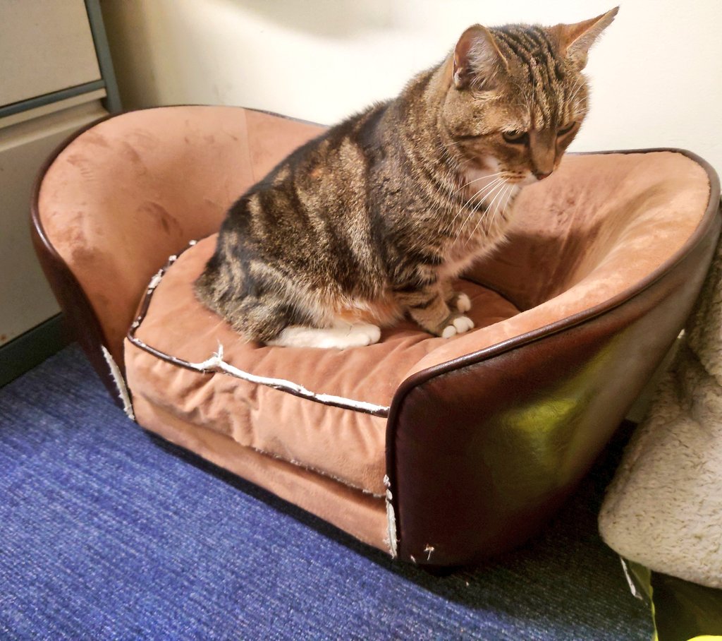 Colin the Cat 🇬🇧💙❤️💚😻 #PawsOfJustice 🐾 tweet media