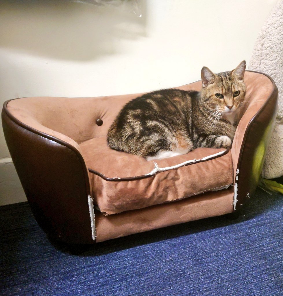 Colin the Cat 🇬🇧💙❤️💚😻 #PawsOfJustice 🐾 tweet media