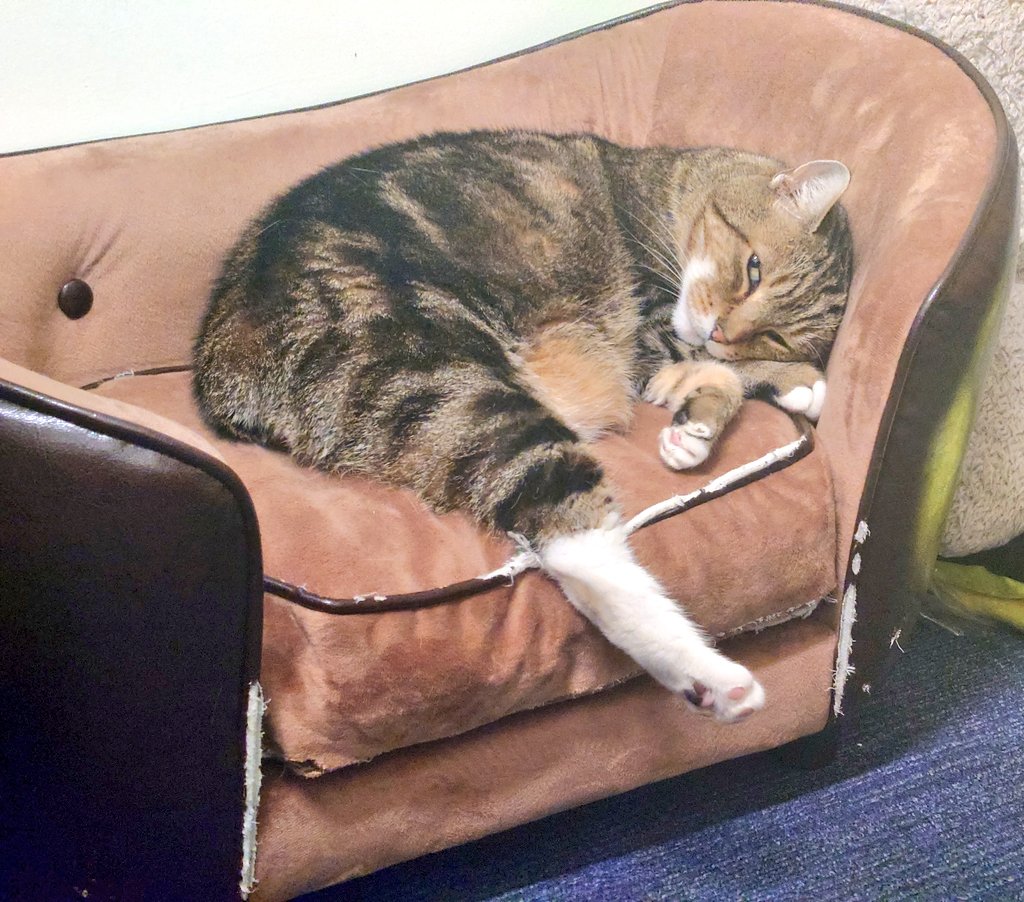 Colin the Cat 🇬🇧💙❤️💚😻 #PawsOfJustice 🐾 tweet media