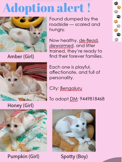 Baangalore, pls help find homes for these four cuties! Amber, Honey, Pumpkin and Spotty are the most adorable kittens ❤️ Details in the poster. Pls share?