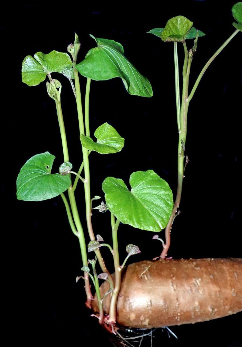 Jhortscib's tweet photo. A modified method for isolation of total #RNA from leaves of #SweetPotato (#Ipomoea batatas) that mitigates the high #polysaccharide and #polyphenol content.
To read this article in JHSB 100:6, visit: https://t.co/gDoysbq6mO
@icarctcri https://t.co/FGdNLWf9jn