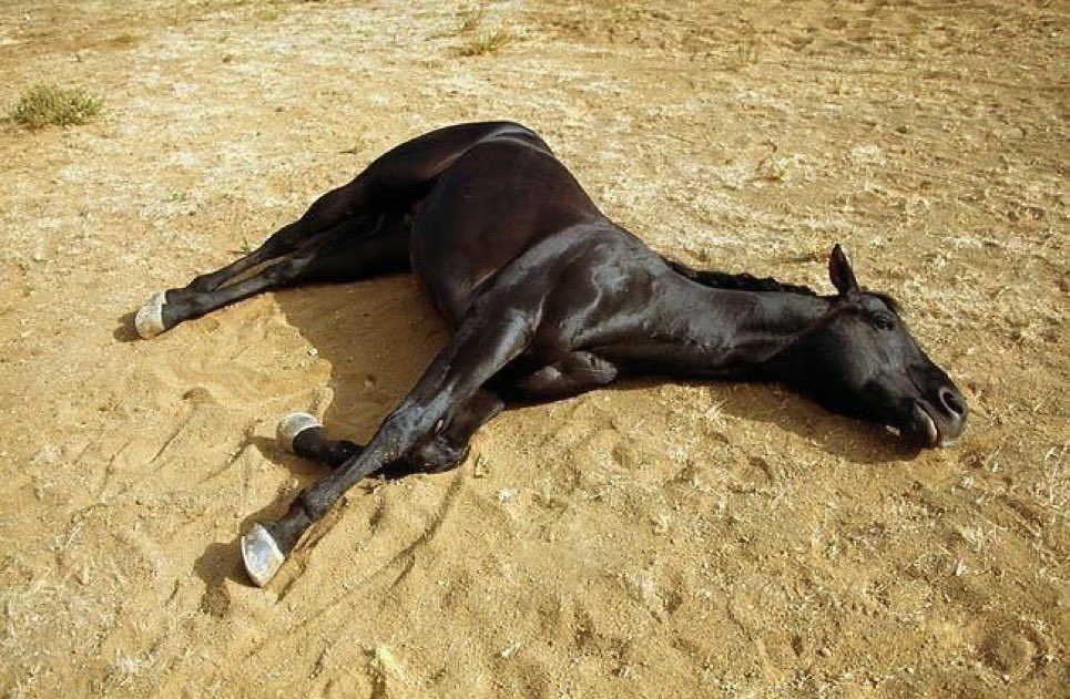 تعبنا نرقع للمقادير والايام
على قولت الله يجعل الخير في بكره

لو اني حصان وشبح عيني على قدام
لكن الحصان اليا برك بركته عسره

#على_الله