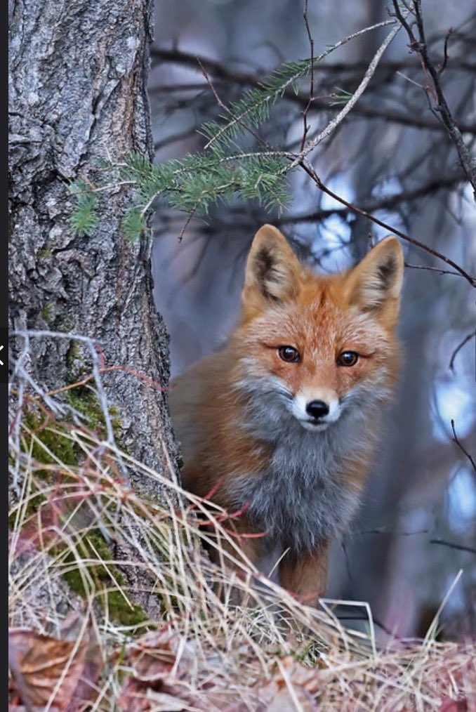 Protect_Wldlife's tweet image. #FoxOfTheDay 🦊

This beautiful young Fox appears to be watching the photographer from behind the safety of a tree. 

Image Credit: Gary Lackie.