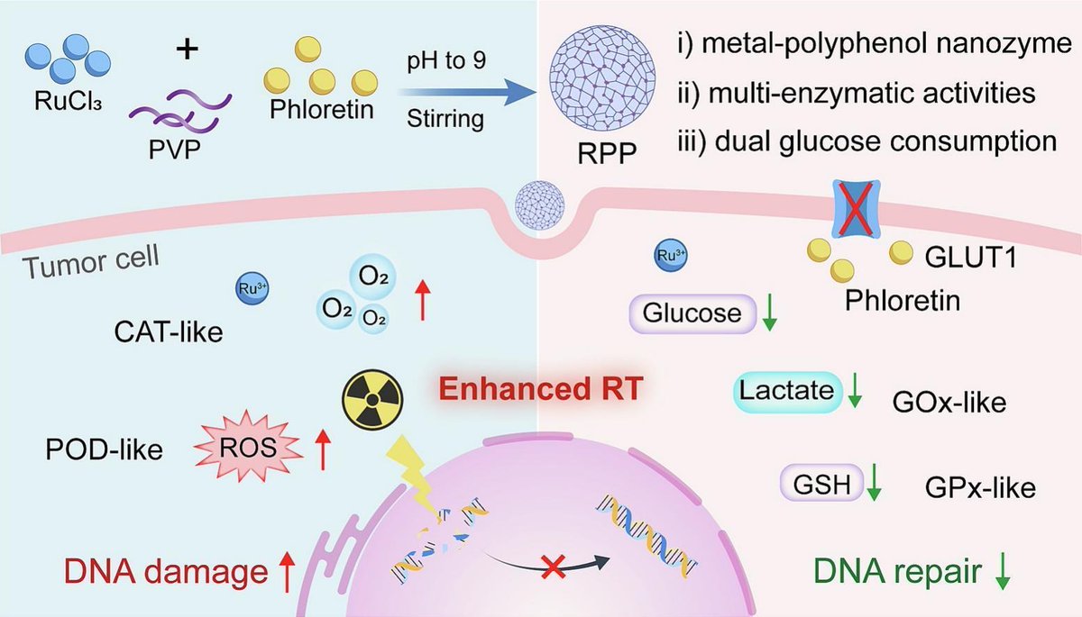 JCRnEDITORS's tweet image. Tumor microenvironment-responsive metal-natural polyphenol nanozyme for radiosensitization by interfering glucose metabolism and redox homeostasis.
| Shi Gao, Jilin Univ. |
[50 days&apos; free access]
#nanoenzyme #polyphenol #radiotherapy #hypoxia 
kwnsfk27.r.eu-west-1.awstrack.me/L0/https:%2F%2…