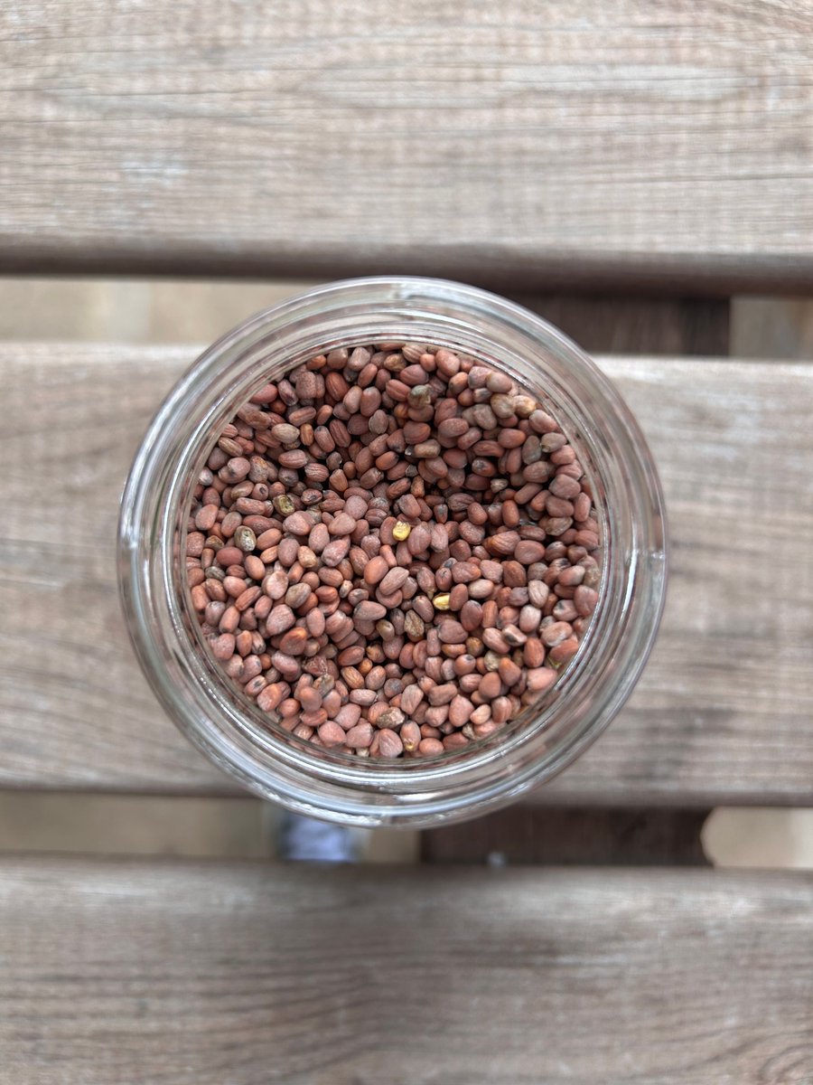 gardenorganicuk's tweet image. Excited to be offering #SeedSaving webinars in November, as part of our #SeedSearch project, funded by @heritagefunduk. 
🌱4 Nov, 1-2pm: Getting started with seed saving. gardenorganic.org.uk/events/seed-sa… 
🌱19 Nov, 6-7pm: Drying &amp;amp; storing seeds. gardenorganic.org.uk/events/drying-…
@HeritageFundM_E