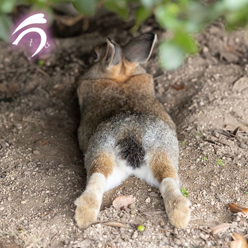 utajima's tweet image. 木陰に隠れるもふもふおちり❣️
だらけきっててかわいい😊💕
#けつようび