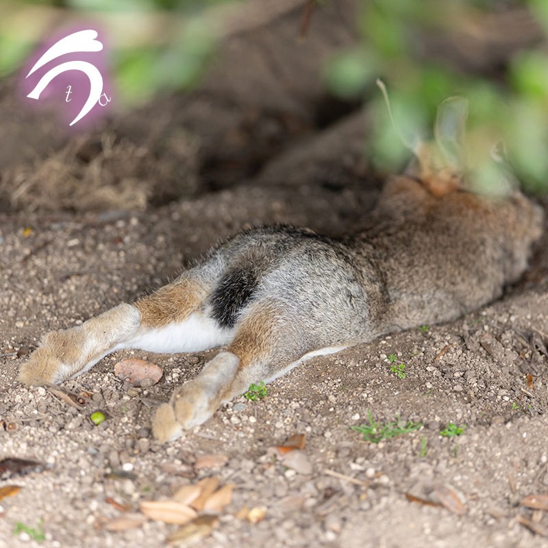 utajima's tweet image. 木陰に隠れるもふもふおちり❣️
だらけきっててかわいい😊💕
#けつようび