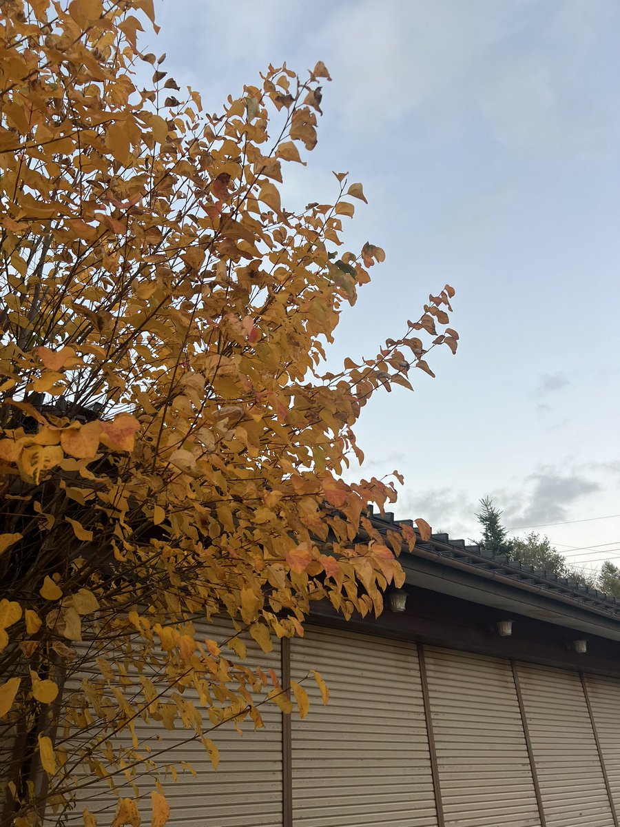 ずっと行きたかった霧降高原！
紅葉してて素敵だった！
1445の階段を登って大変だったけど頂上からの景色最高すぎた！！

 #日常垢 
 #日常垢さんとつながりたい 
 #自然界隈