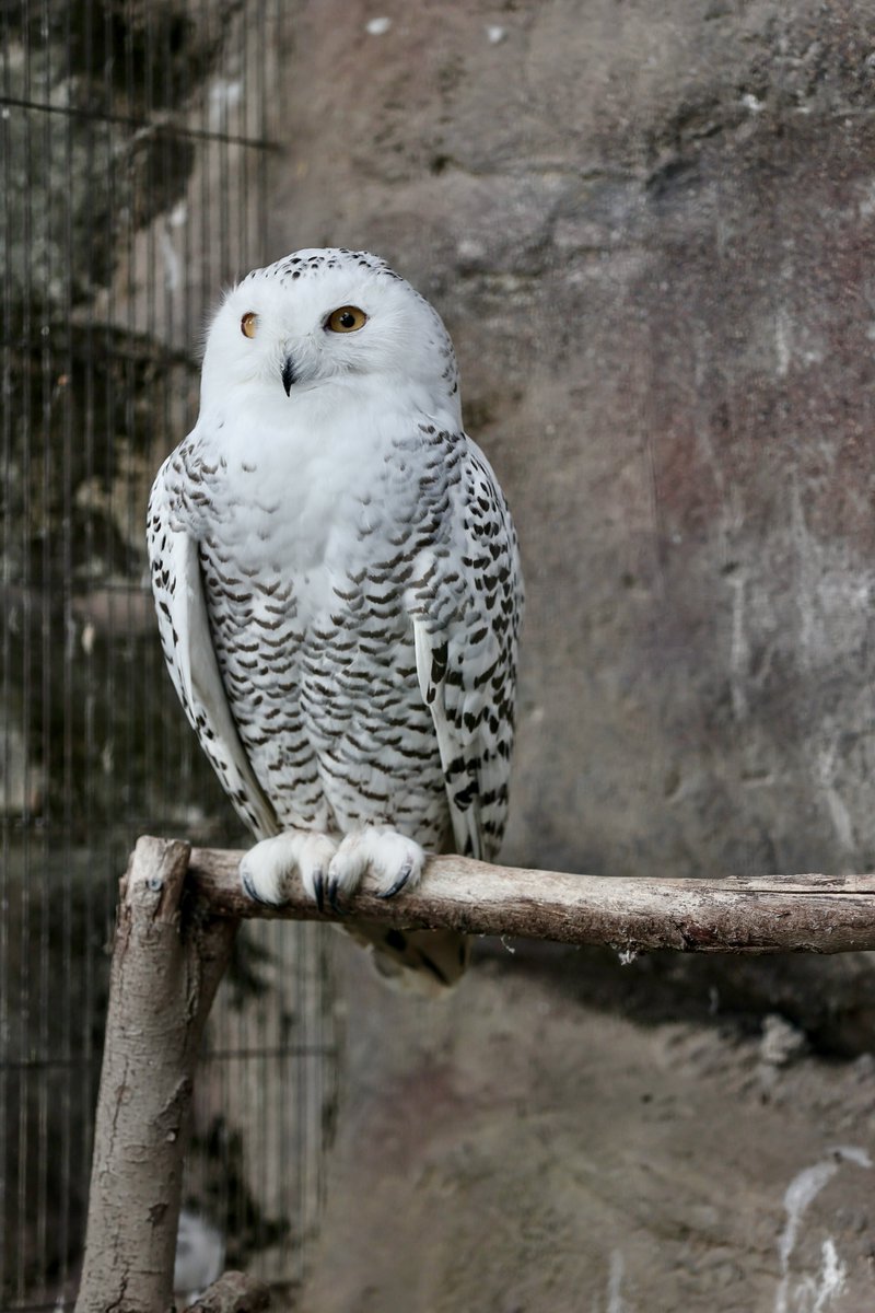  シロフクロウ　オウル　owl SeIRoGaN on X