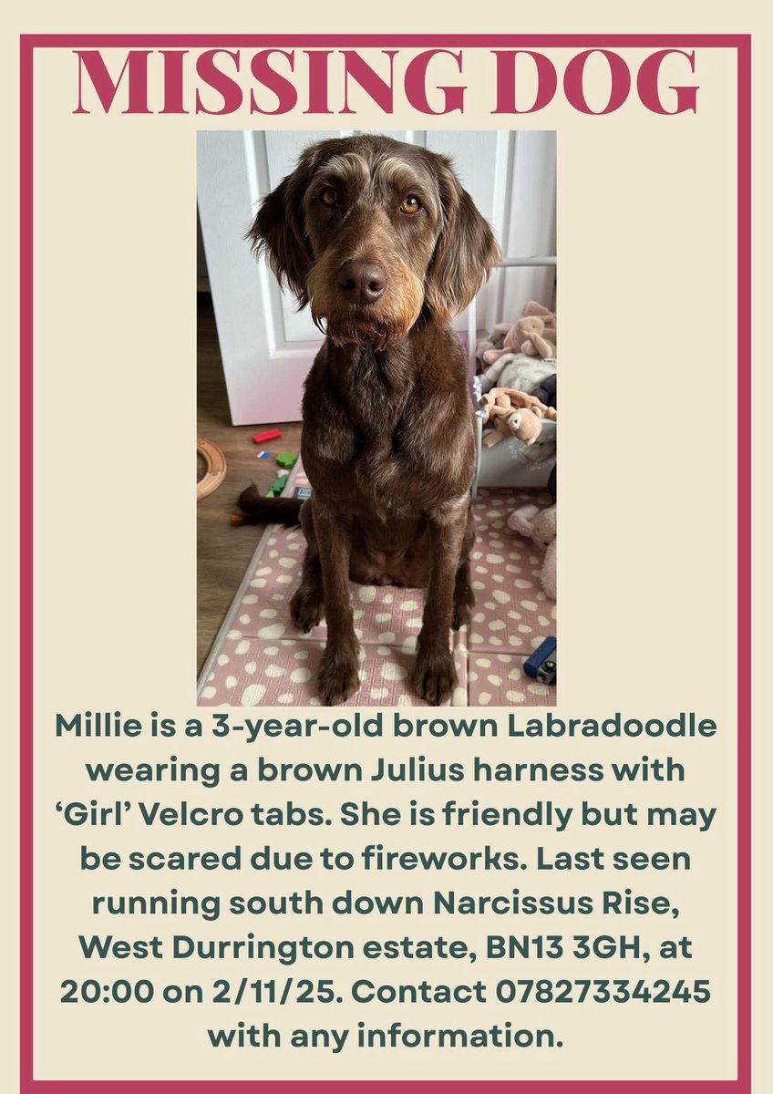 MissingPetsGB's tweet image. 🐕🧨 MILLIE #Missing from around 20:50 2 November 2025 from Near central green, West Durrington estate, Worthing #BN13
She was wearing a brown Julius harness with ‘Girl’ tags. Ran off due to #fireworks. Phone numbers on harness.