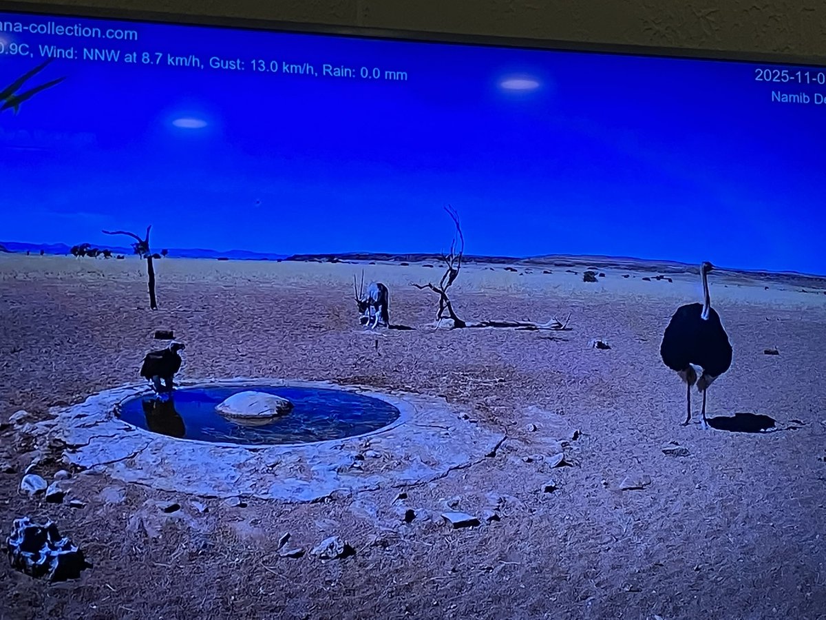 🦅「……（でか😳）」とか思ってそう

ナミブ砂漠
#ナミブ砂漠