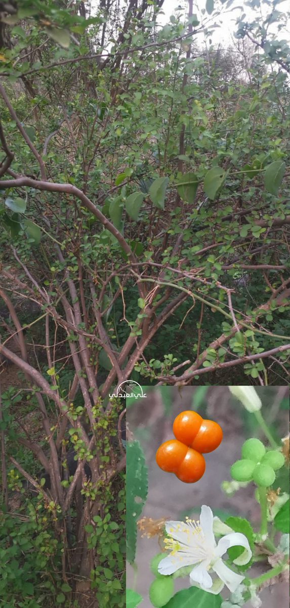 من #نباتات_فيفاء
النبع  
ومن اسماءه
 القضيم الكرز النشوي أو التوت البري الأبيض أو شجيرة الزبيب.
 Grewia tenax (Frosk) Fiori. (Tiliaceae الفصيلة: الزيزفونية  )
نبات شجيري معمر ينمو في المناطق الجافة وشبه الجافة، يتراوح ارتفاعه بين متر إلى أربع أمتار، بأوراق بيضية مسننة وزهور بيضاء