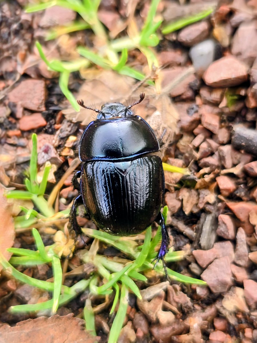 Day 1222 of #IansDailyPhotoChallenge and today's subject is "The Beetle formerly known as" #IYKYK 
Due to its 🎵"Purple leg, purple leg"🎵🪲🤴😂😂
#365DaysWild <a href="/Nottswildlife/">Nottinghamshire Wildlife Trust</a> <a href="/WildlifeTrusts/">The Wildlife Trusts</a>
