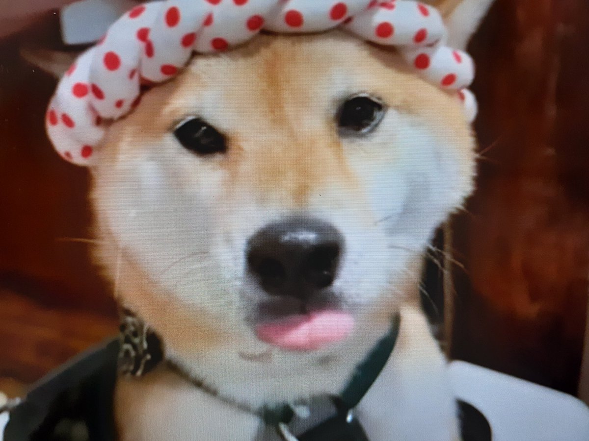 伊勢ちゃん😎&😺金太郎 on X