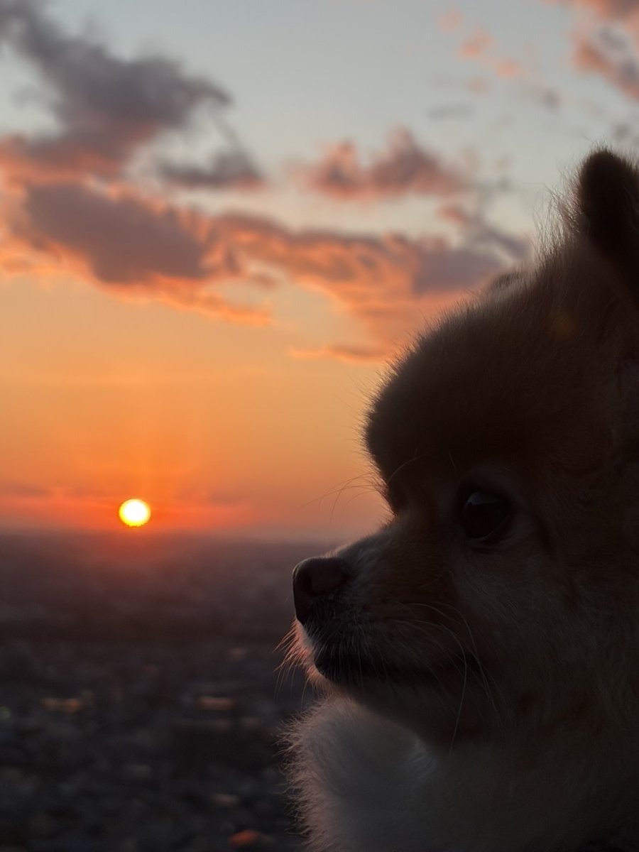 ポメラニアンこまめ (@gfPaOgtThRvy6QP) / Posts / X