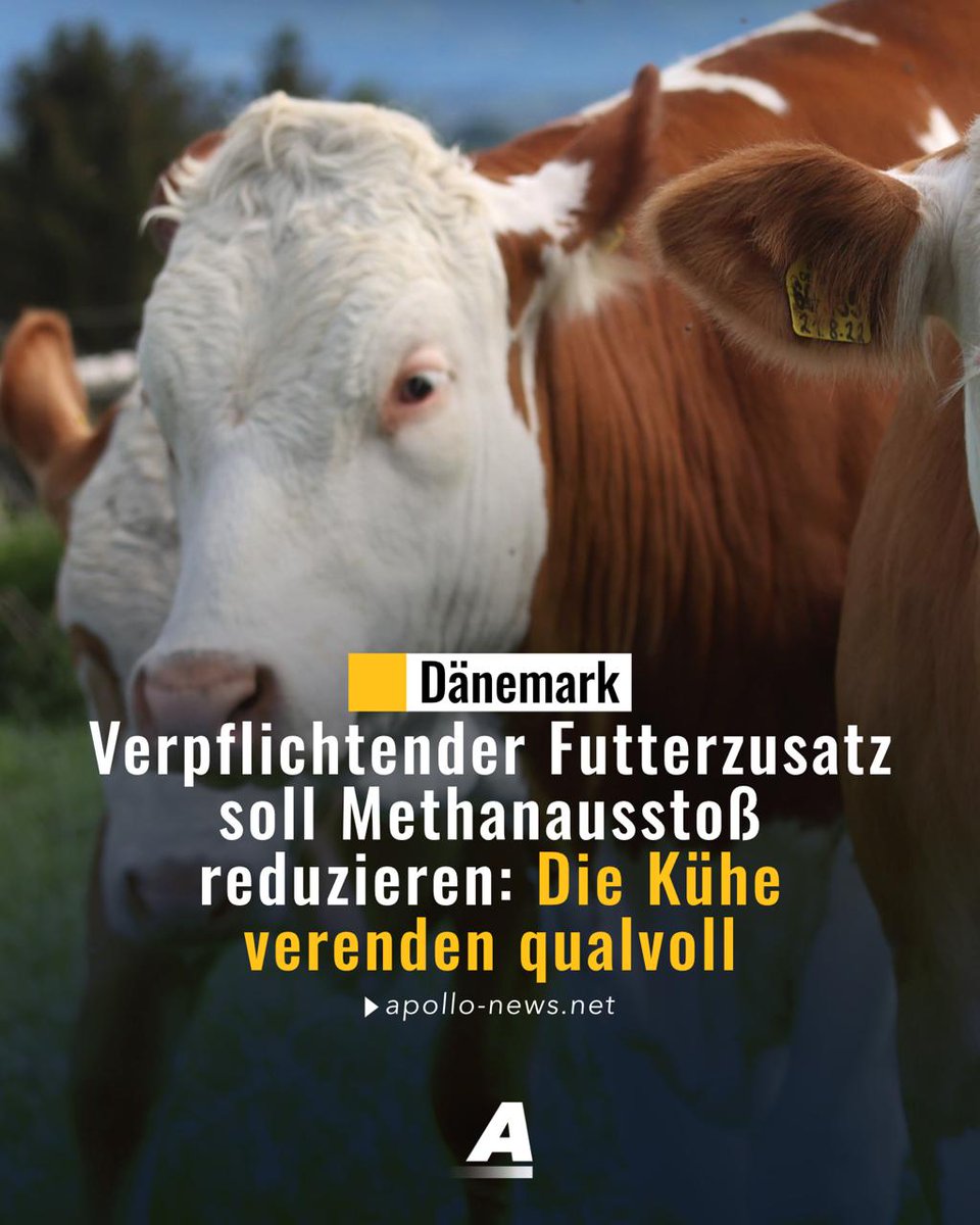 Seit Oktober müssen Bauern in Dänemark einen Zusatzstoff an Kühe verfüttern, der den Methanausstoß reduzieren soll. Dabei handelt es sich um eine staatlich verpflichtende Maßnahme. Die Bauern berichten von sterbenden Tieren. apollo-news.net/verpflichtende…
