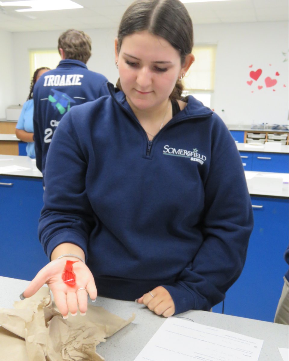 MySomersfield's tweet image. #SomersfieldAcademy #DP2 students explored the science behind the Fortune Teller Miracle Fish! Movements that seem magical? Just chemistry! The fish’s polymer reacts to moisture, bending and curling in a hands-on investigation. #IB #STEM