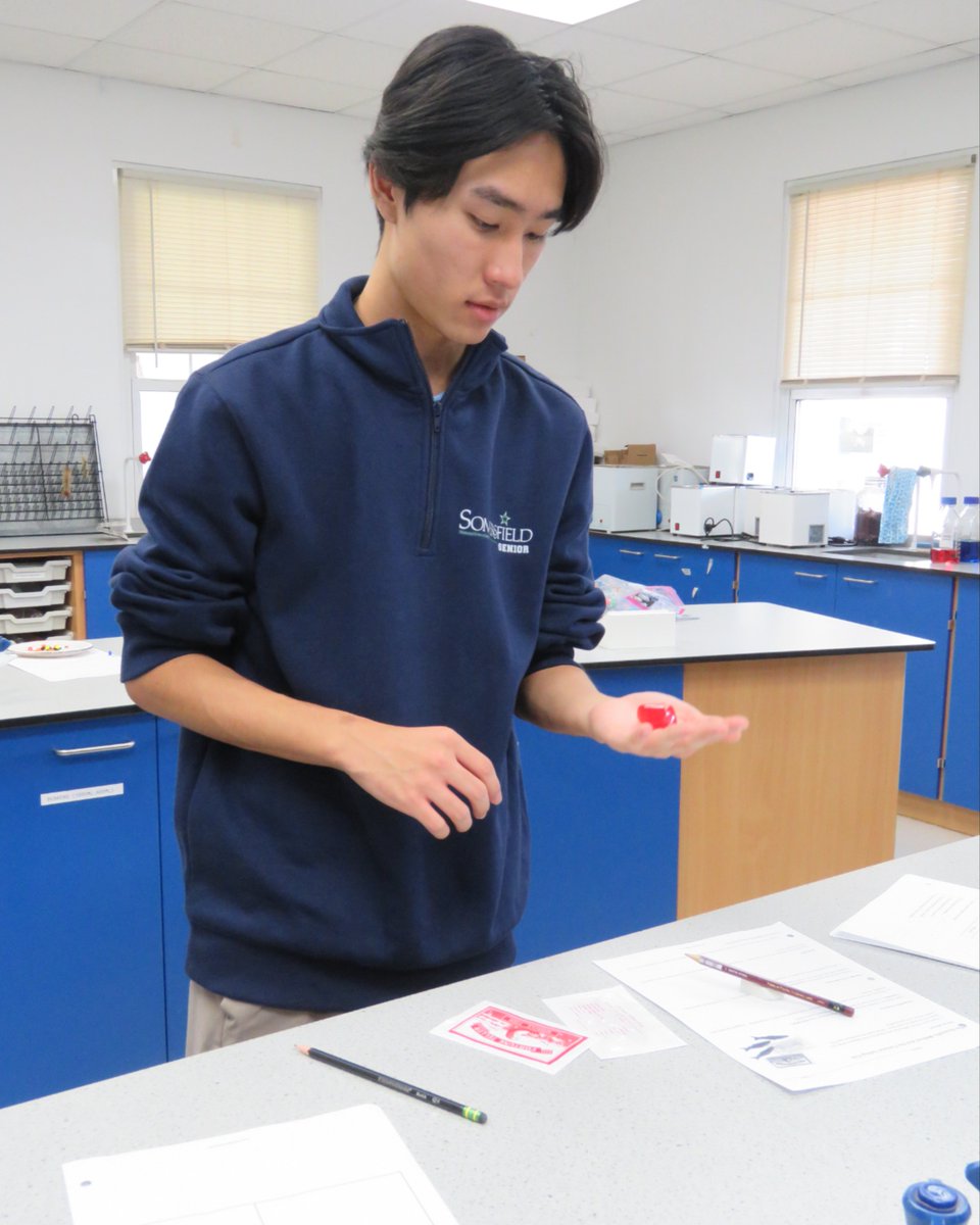MySomersfield's tweet image. #SomersfieldAcademy #DP2 students explored the science behind the Fortune Teller Miracle Fish! Movements that seem magical? Just chemistry! The fish’s polymer reacts to moisture, bending and curling in a hands-on investigation. #IB #STEM