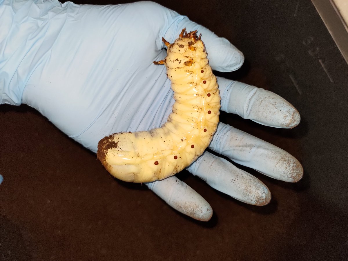 kikyo（祈京）＠Geeks (@Kikyo666dirxxx) / Posts / X