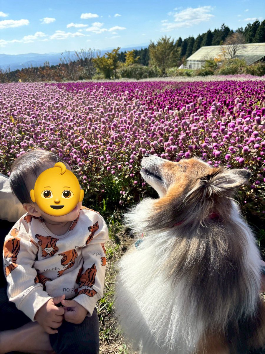 kotesonomarin's tweet photo. 秋の気持ちが良い天気☀️ https://t.co/3uogRVvAse