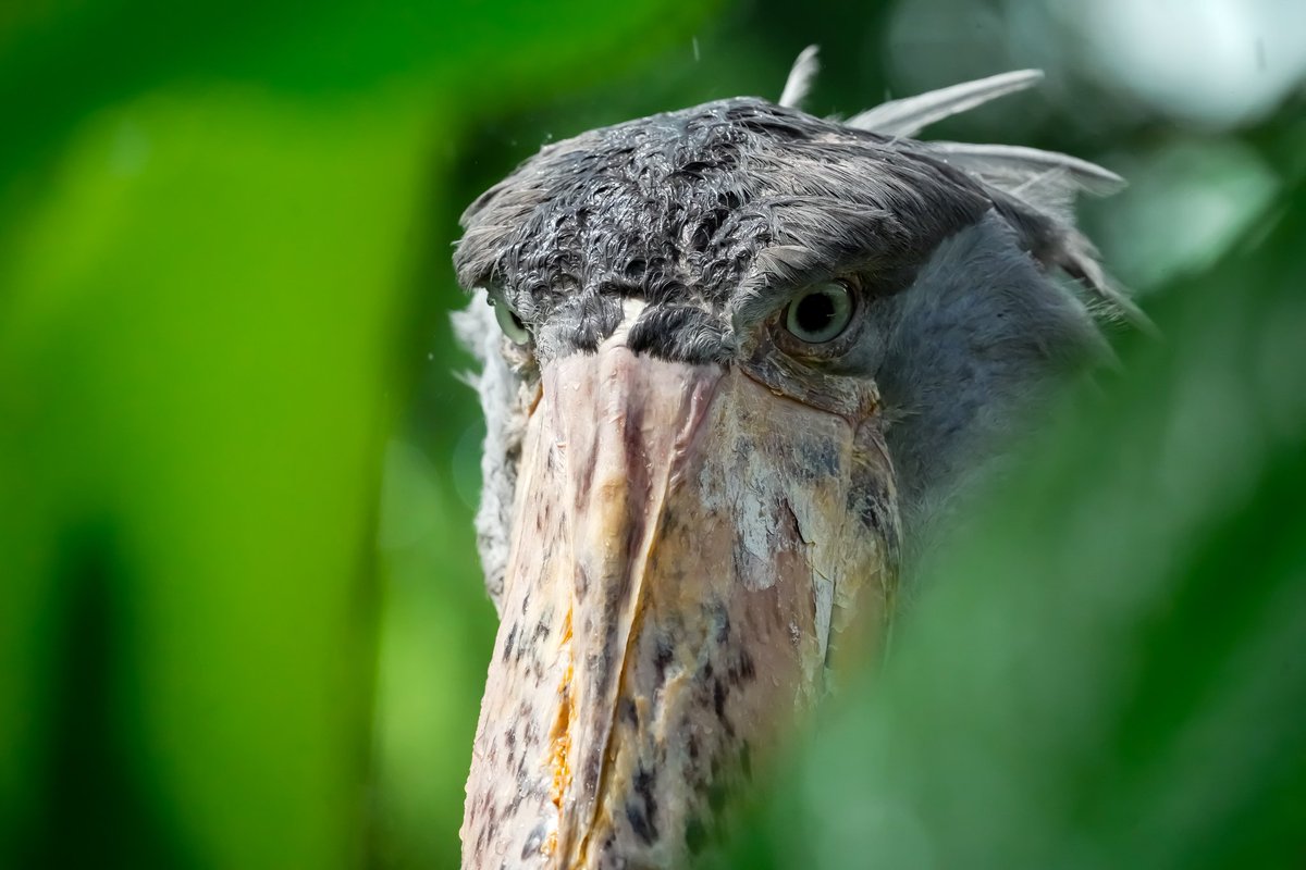 #ハシビロコウ
#shoebill
#神戸どうぶつ王国