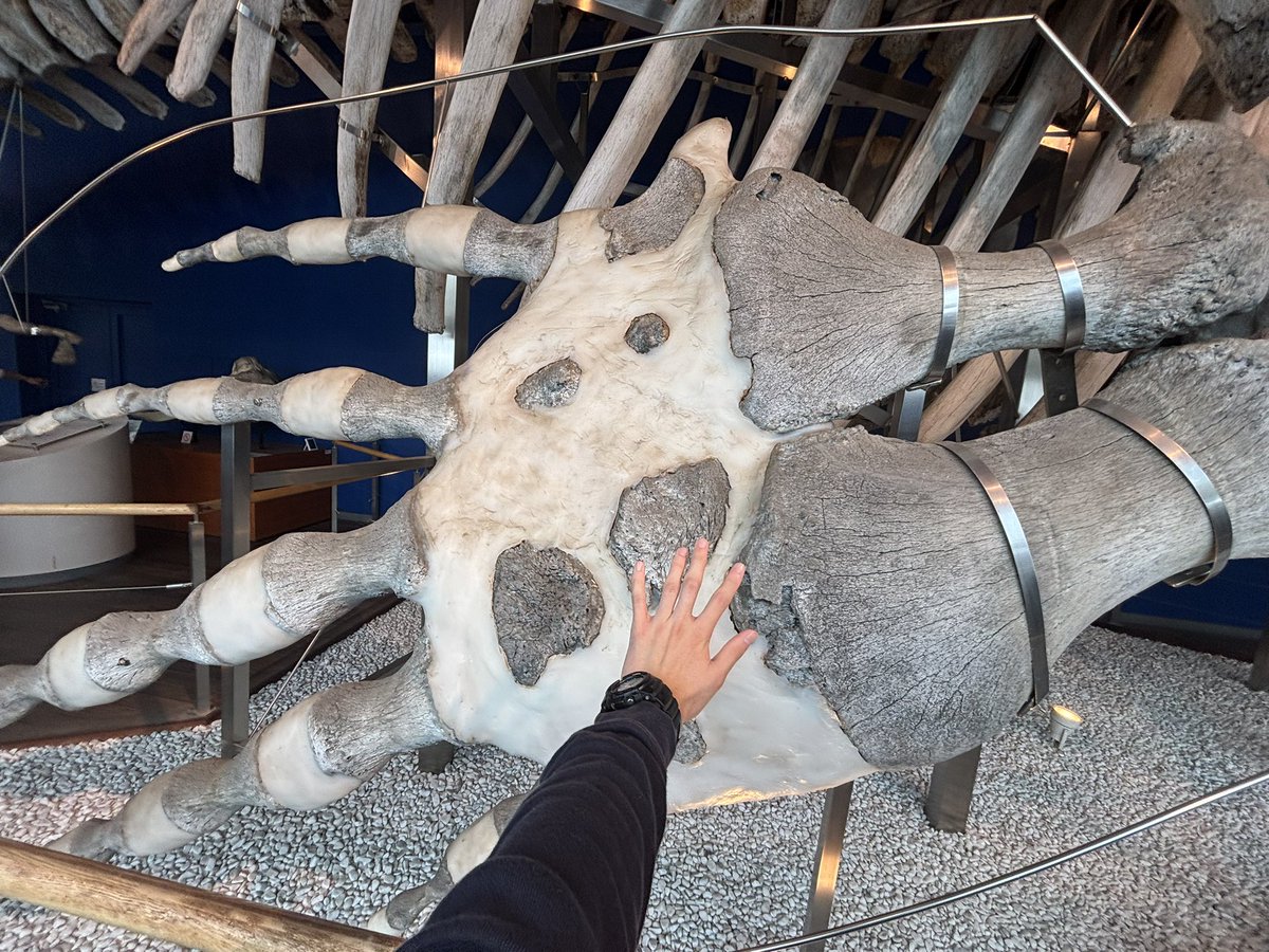 ジンベエー (@NZSjIFiJi8eDWdD) / Posts / X