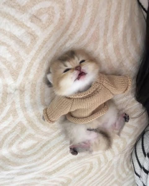 Cats all the way tweet media