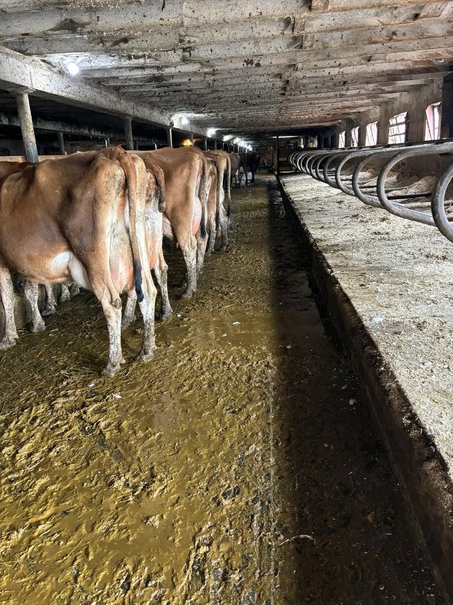 From waste to wealth!
Livestock manure can:
🌾 Fertilize soils
⚡ Produce biogas
🌱 Enrich bio-slurry for crops

Smart manure management = clean energy + soil health + climate action.
#CircularBioeconomy #RegenerativeAgriculture #SustainableFarming