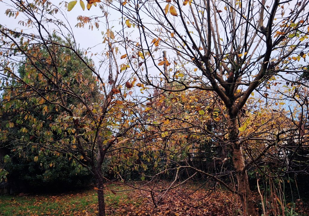 <a href="/Splatscircusan1/">Mike Redwood 🎃🇺🇦 📚🕊🍂</a> Good morning, Mike 🌳🍁😊🫖🍵