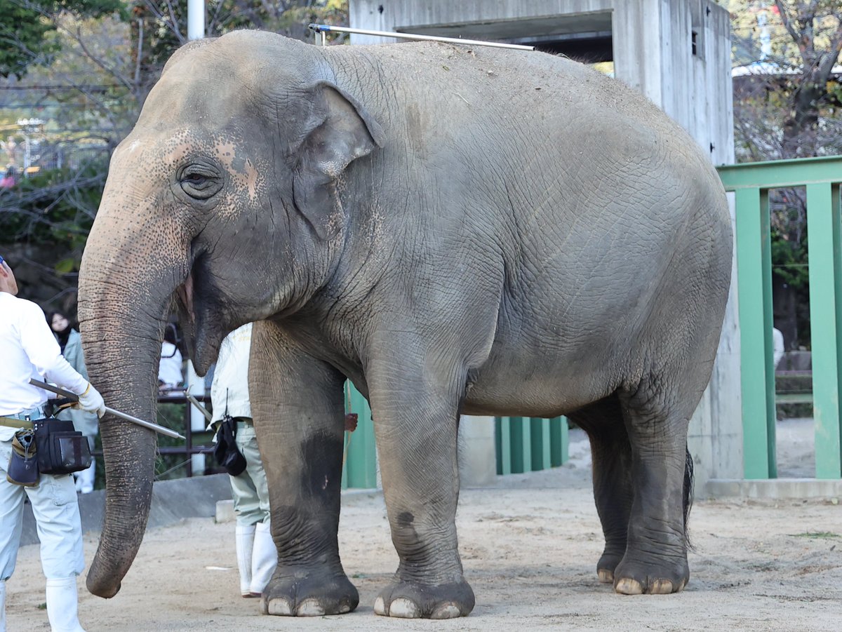 🌻もふもふパンダ🌻 (@mofumofupanda15) / Posts / X