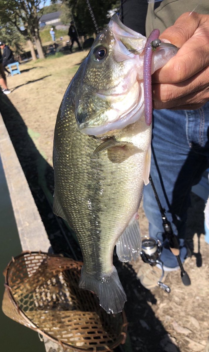 番外編　TSURIBORI水戸南

爆釣の噂を聞きつけ遠征　12:00〜

日中渋い中、四方八方からルアーが目の前に飛んでくる状況☹️

夕まずめに連チャンさせた中、推定48をバラす😭

25〜38を22尾で終了〜

以上❗️
#釣りの前にマナー覚えて
#道具は最小限がお勧め