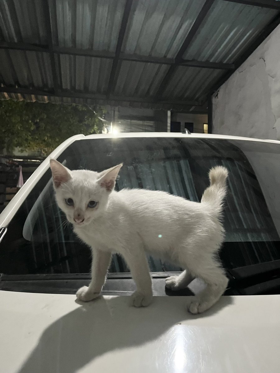 kimwifeys's tweet photo. BANTU RT ๐ค Terima kasih!
OPEN ADOPT KUCING
(kayaknya ras/mix), mata biru, manja
FREE
Bekasi
Anak kucing lucu banget suka ngusel dan jinak, kasian terlantar. Siapa tau ada yang mau adopsi dm yaa
#openadopt #adopsikucing jabodetabek https://t.co/HmP9OcRF9k