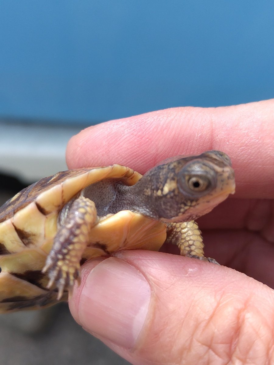 34_wgnc's tweet image. 将来が楽しみなイエローマーク血統の個体です。　3枚目は兄弟の2023CBで4枚目は母親です。　母親のベビーの頃によく似ています。　(^⁠_⁠^)
#トウブハコガメ 
#Easternboxturtle 
#Terrapenecarolinacarolina 
#burikura