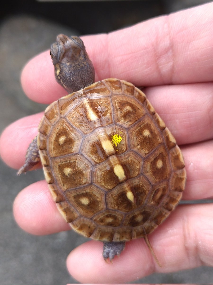34_wgnc's tweet image. 将来が楽しみなイエローマーク血統の個体です。　3枚目は兄弟の2023CBで4枚目は母親です。　母親のベビーの頃によく似ています。　(^⁠_⁠^)
#トウブハコガメ 
#Easternboxturtle 
#Terrapenecarolinacarolina 
#burikura