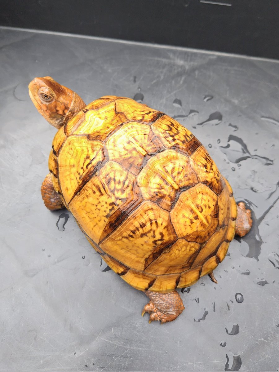 34_wgnc's tweet image. 将来が楽しみなイエローマーク血統の個体です。　3枚目は兄弟の2023CBで4枚目は母親です。　母親のベビーの頃によく似ています。　(^⁠_⁠^)
#トウブハコガメ 
#Easternboxturtle 
#Terrapenecarolinacarolina 
#burikura