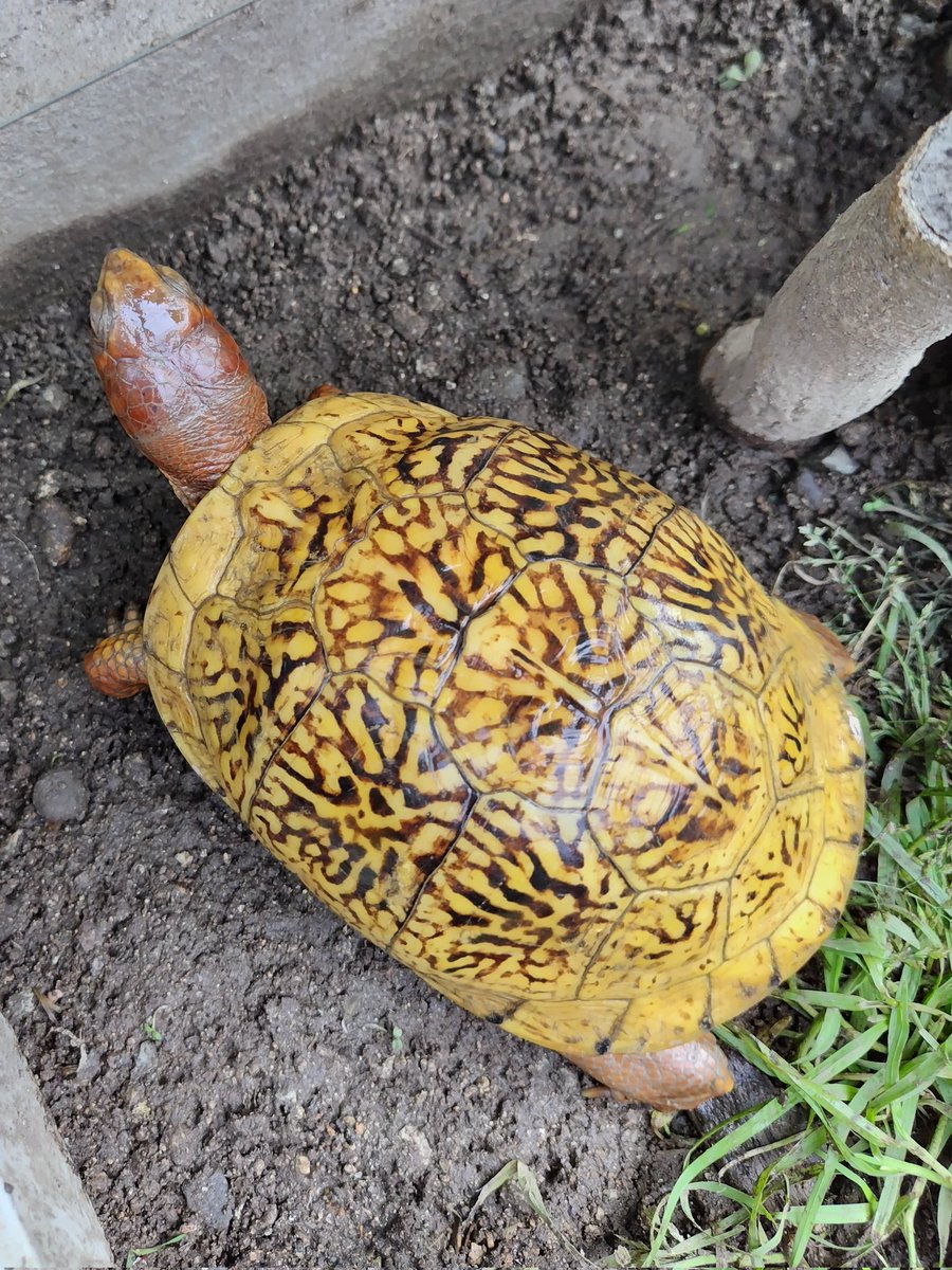 34_wgnc's tweet image. 将来が楽しみなイエローマーク血統の個体です。　3枚目は兄弟の2023CBで4枚目は母親です。　母親のベビーの頃によく似ています。　(^⁠_⁠^)
#トウブハコガメ 
#Easternboxturtle 
#Terrapenecarolinacarolina 
#burikura