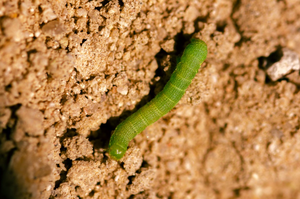 bownaankamal's tweet photo. Insects of Kuwait | Photos by @bownaankamal
1)Aiolopus sp | Jahra
2)Amegilla sp | Jahra
3)Chironomidae | Jahra
4)Helicoverpa sp | Nuwaiseeb
.
.
#kuwaitinsects #bownaankamal #kuwaitwildlife #insects_of_our_world #insectagram #insectsofasia #nikon #nikonphotography #sigma #sigmaphotography #wildanimals #wildlifephotography #wildshot #wildkuwait #wildlife #insectes #earthinventory #insectsofinstagram #insectsofmiddleeast