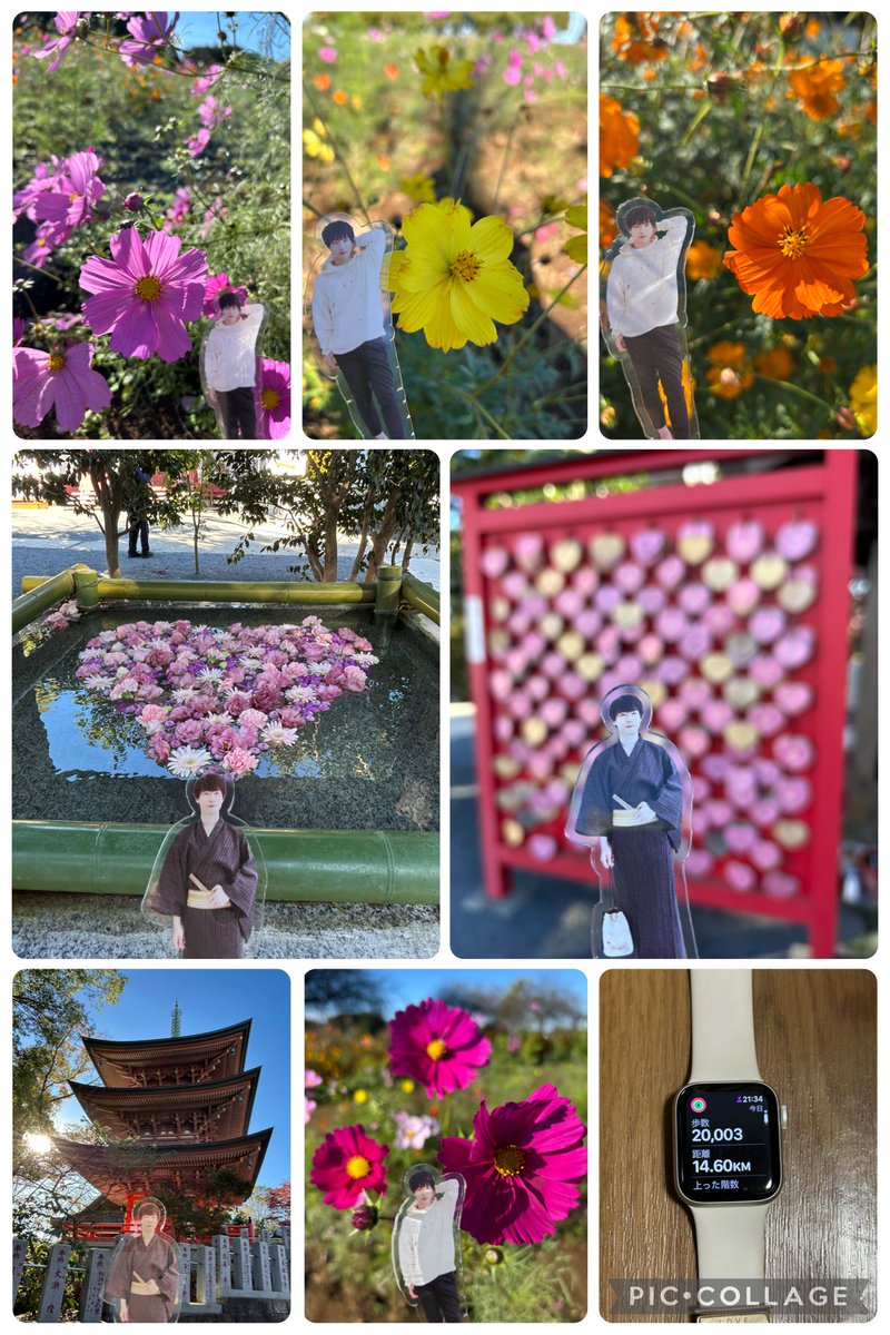 ウォーキング日和☀️♪
コスモス畑とお寺をまわって🚶‍♀️🚶
旦那さんがハート♡の花手水があるよ！って
私より先に見つけて教えてくれて
撮り徹しました🤭

#撮り徹