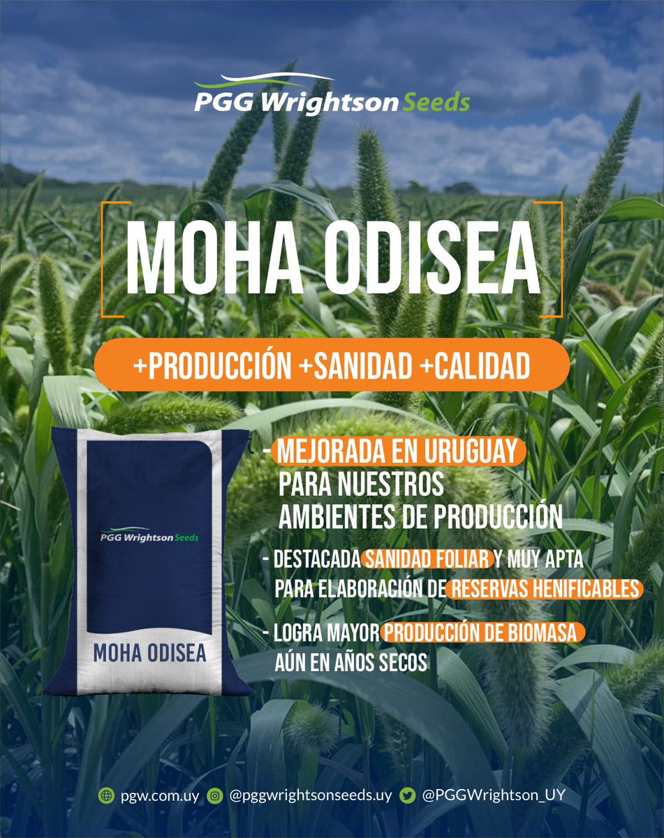 🌾 Moha Odisea: +producción, +sanidad y +calidad.

Mejorada en Uruguay para ofrecer el máximo desempeño en nuestros ambientes de producción.
Alta sanidad foliar, excelente opción para reservas henificables y gran producción de biomasa incluso en años secos.

💪🏻Rendimiento que se