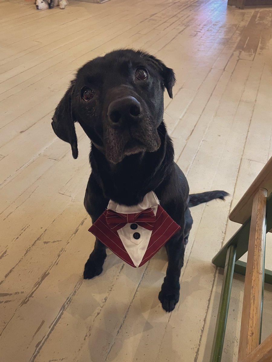 ⚽️Leo the Bangor dog🏴󠁧󠁢󠁷󠁬󠁳󠁿 tweet media