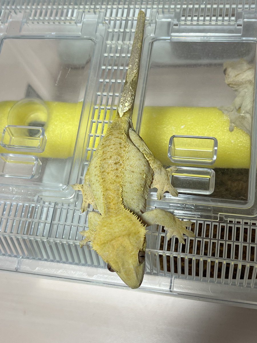 Crestomocko (@smiledego) / Posts / X