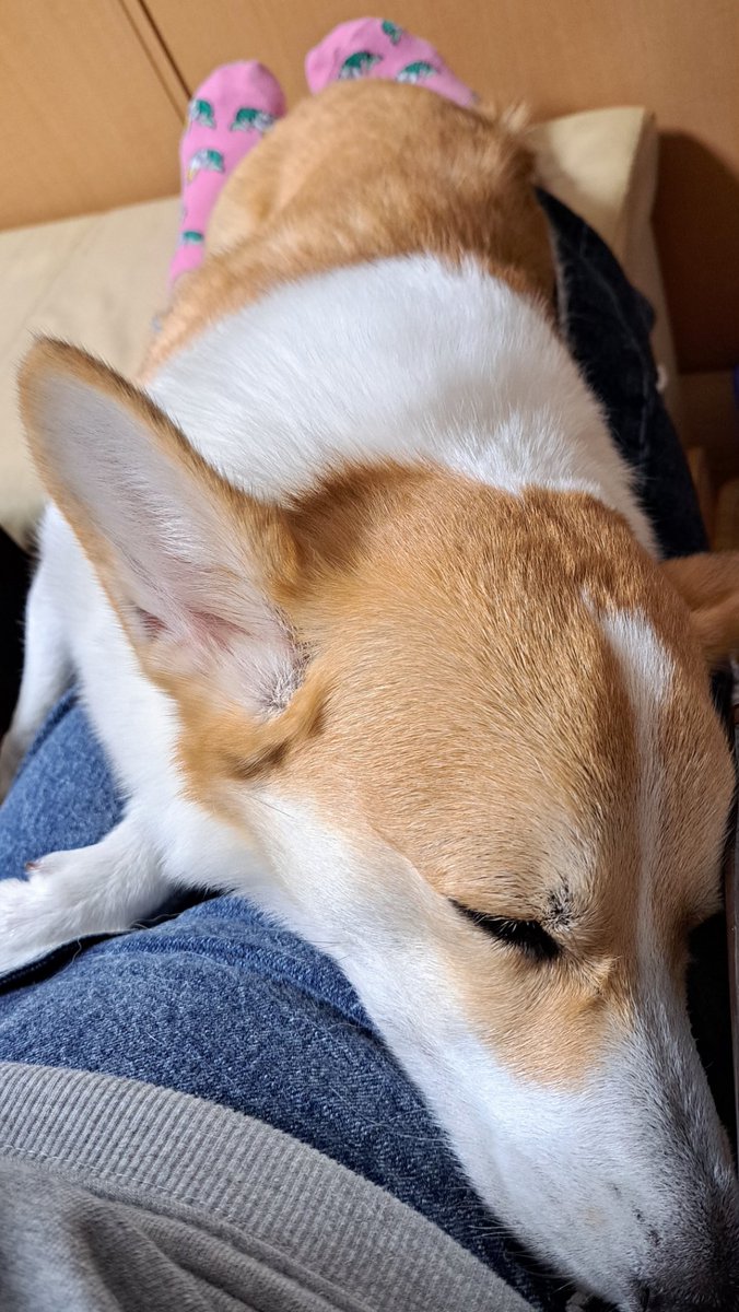 コジとしんのかぁしゃん(kazu) on X