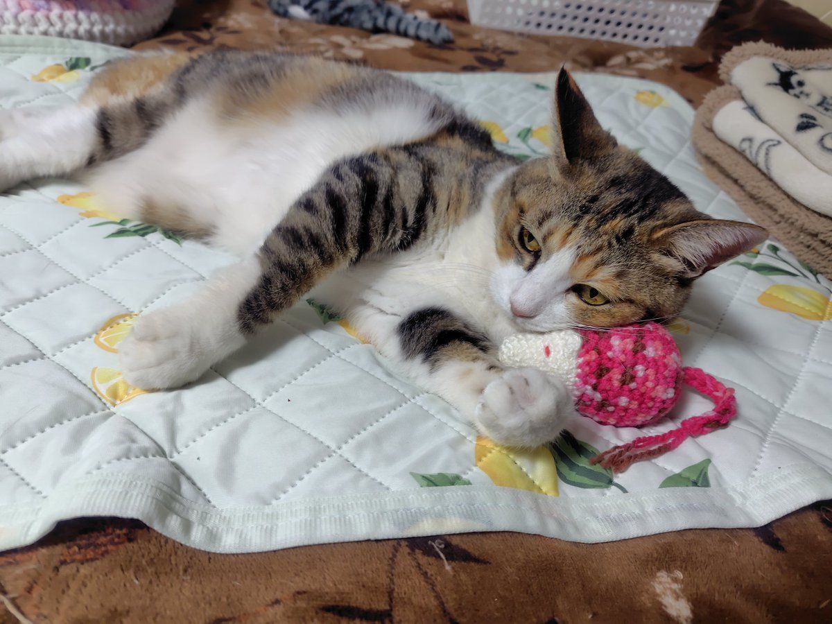 一閑張り（猫） Amazon.co.jp: 山勝美濃陶苑(Yamakatsuminotouen) 小鉢 豆鉢 食器 磁器