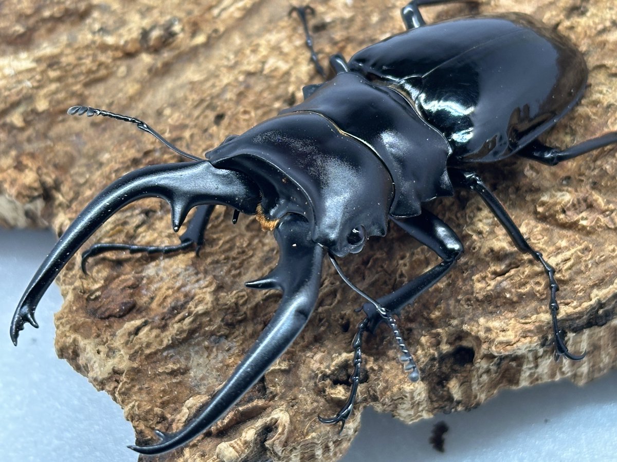 むしやどんぐり on X