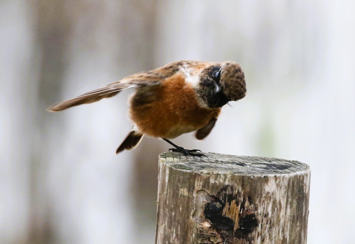 This Stonechat struck an odd pose at Summer Leys this morning. #northantsbirds #TwitterNatureCommunity <a href="/bonxie/">Mike Alibone</a> <a href="/Britnatureguide/">The British Nature Guide</a> <a href="/Natures_Voice/">RSPB</a> <a href="/NatureUK/">NatureUK</a>
