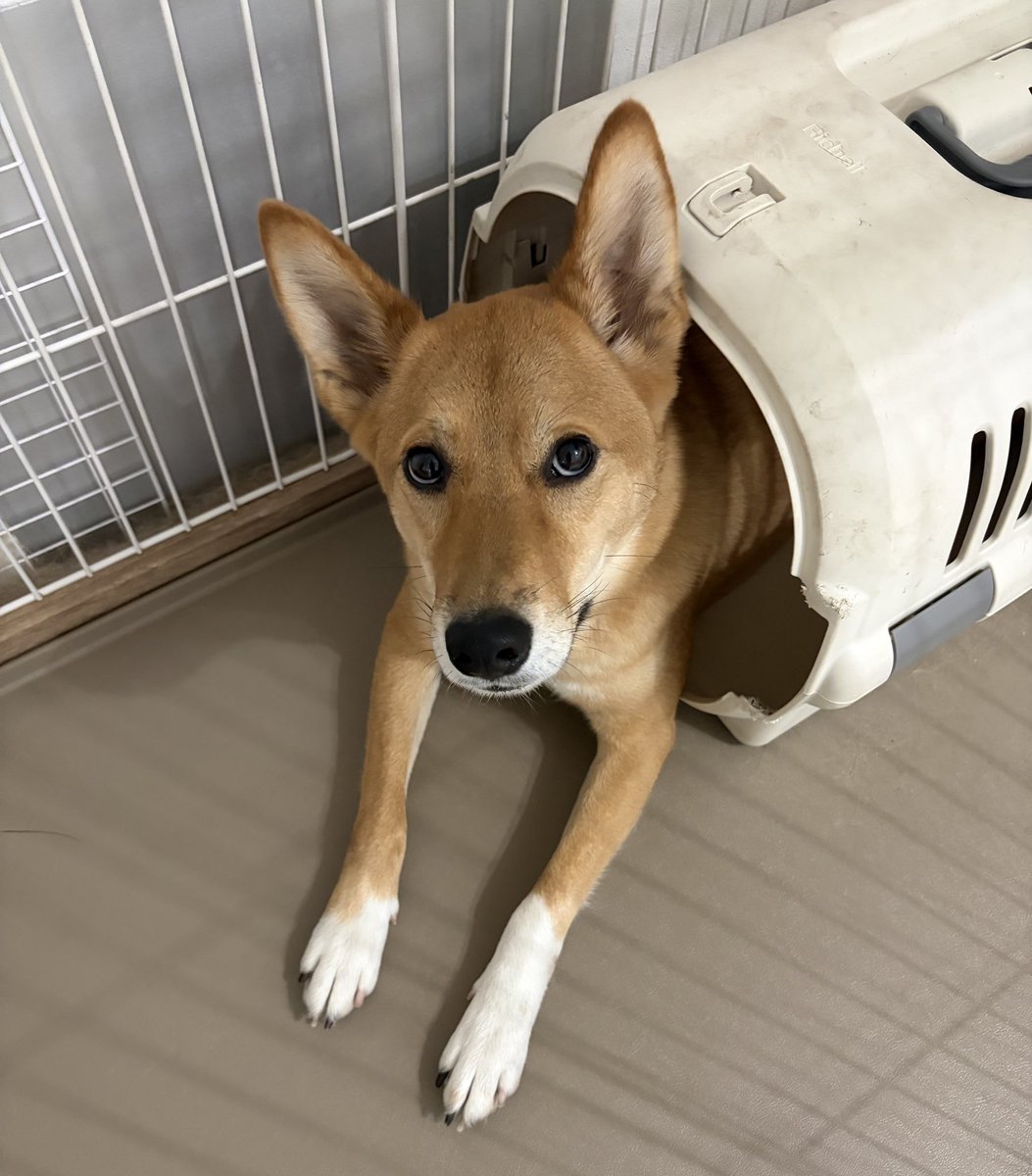 monger0610's tweet photo. 飼い主が出掛けるとき、あんなに名残惜しそうに見送ってくれたのに、1分後に忘れ物取りに戻ったらもうピットインしてるしもう出てこなくて笑う

 ＃柴犬
＃なんで戻ってきたんみたいな顔やめて https://t.co/u2Ncw92lfg