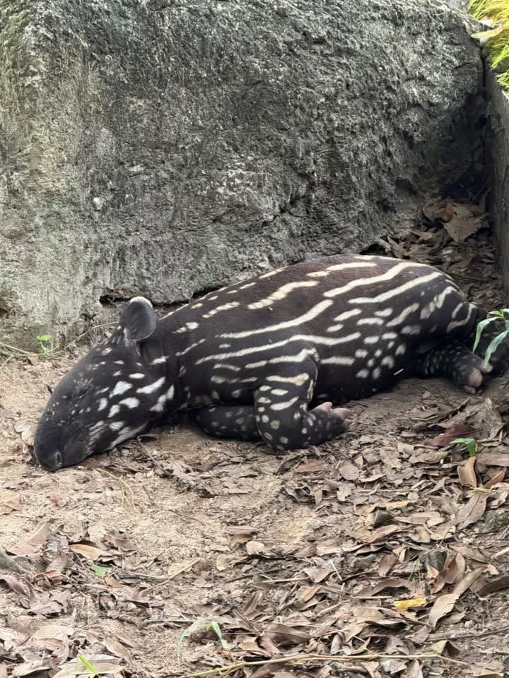 ไปหาก็ไม่เคยตื่น แบบนี้ดันไม่ขึ้น🤣 #hippo #PygmyHippo #ขาหมูแอนด์เดอะแก๊ง #หมูเด้งเด้งกี่โมง #Moodeng #พี่ขาหมู #สวนสัตว์เปิดเขาเขียว