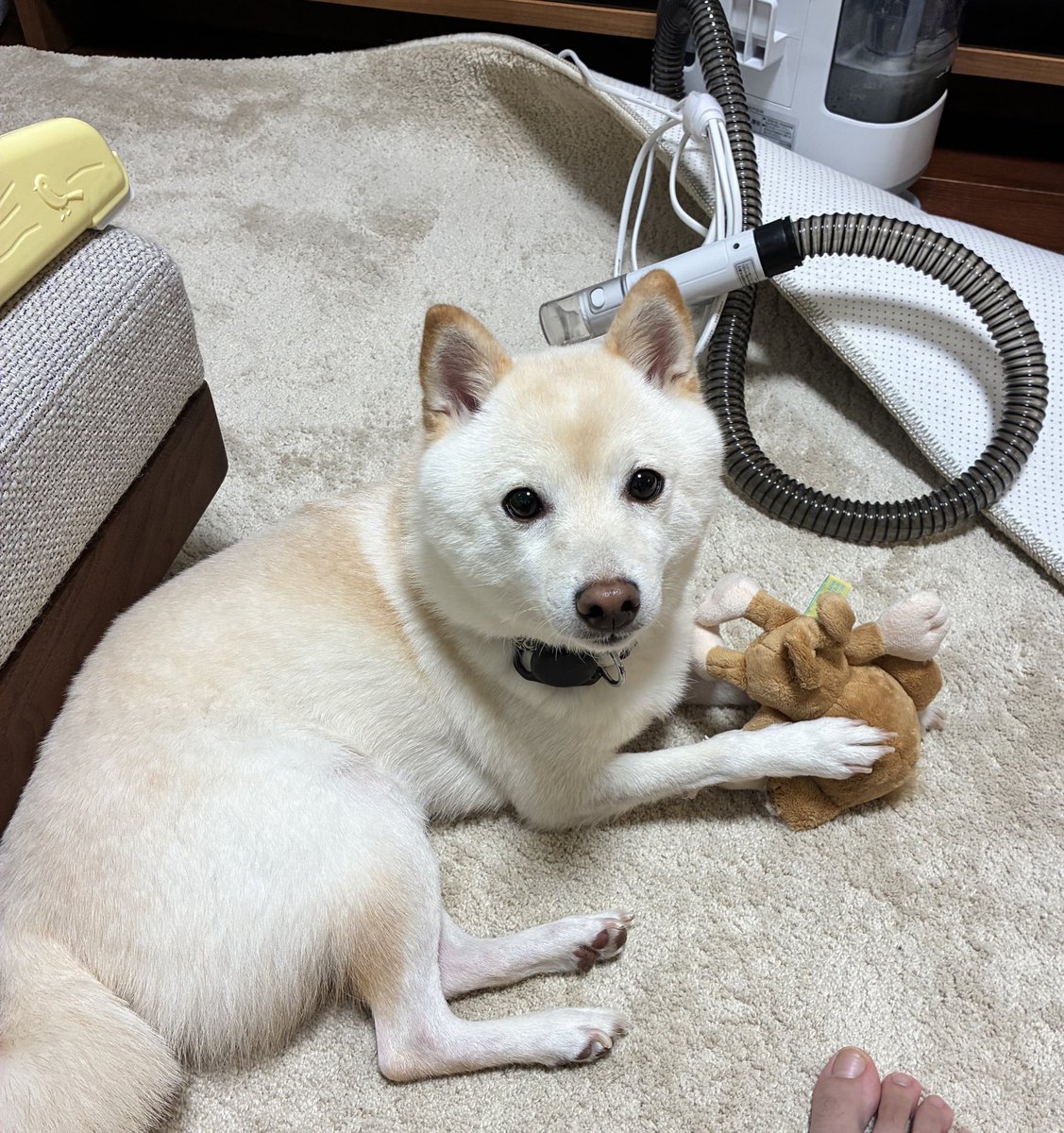 豆柴のわさび君 (@wasabi_20210306) / Posts / X