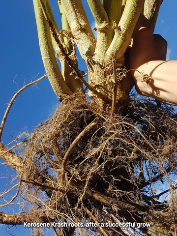 DutchPassion_'s tweet image. Root Rot killing your plants? 🚨 We've released a complete guide on how to recognize, prevent, and cure it in both Soil and DWC. Practical tips guaranteed.

Read the blog now: dutch-passion.com/en/blog/cannab…

#rootrot #growingtips #plantcare